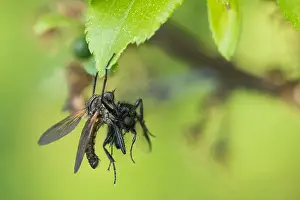 Germany Wildlife Images Drucke: Macro image of an insect in Germany