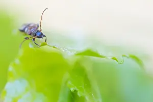 Bilder Datiert 22. April 2020: Makrobild eines Insekts in Deutschland.