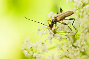 Bavaria Nature Images Drucke: Macro image of an insect in Germany