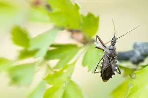 Mai Drucke: Makrobild eines Insekts in Deutschland.