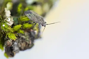 Bilder Datiert 4. Mai 2020: Makrobild eines Insekts in Deutschland.