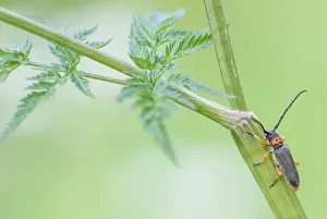 Bilder Datiert 9. Mai 2020: Makrobild eines Insekts in Deutschland.