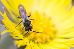 Bilder Datiert 1. März 2020: Makrobild eines Insekts in Deutschland.