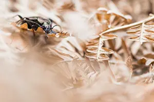 März Drucke: Makrobild eines Insekts in Deutschland.