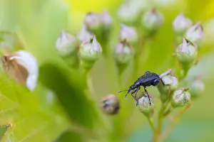 März Drucke: Makrobild eines Insekts in Deutschland.