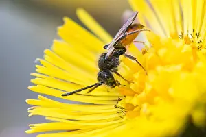 Bilder Datiert 1. März 2020: Großaufnahme eines Insekts in Deutschland.