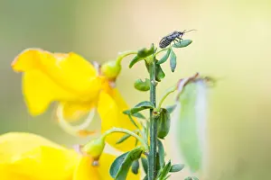 Bilder Datiert 4. Mai 2020: Großaufnahme eines Insekts in Deutschland.