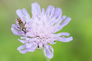 Makrobild eines Insekts in Deutschland.