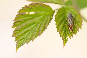 Bilder Datiert 4. Mai 2020: Großaufnahme eines Insekts in Deutschland.