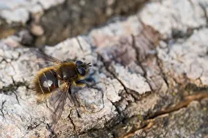 Bilder Datiert 1. März 2020: Großaufnahme eines Insekts in Deutschland.