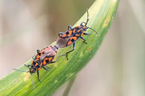 Macro image of an insect in Germany