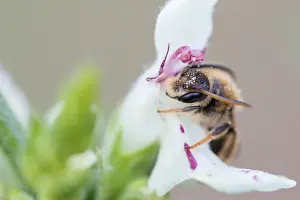 Bilder Datiert 7. Mai 2020: Makrobild eines Insekts in Deutschland.