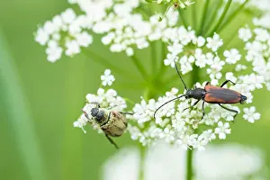 Makrobild eines Insekts in Deutschland.