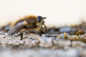 Bilder Datiert 1. März 2020: Großaufnahme eines Insekts in Deutschland.