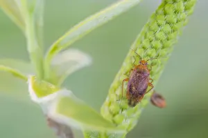März Drucke: Großaufnahme eines Insekts in Deutschland.