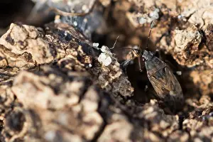Macro Nature Photography Drucke: Macro image of an insect in Germany