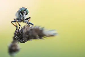 Makrobild eines Insekts in Deutschland.