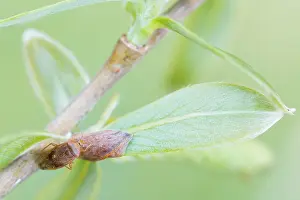 März Drucke: Großaufnahme eines Insekts in Deutschland.