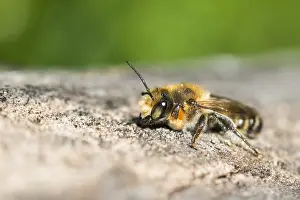 Bilder Datiert 6. Mai 2020: Großaufnahme eines Insekts in Deutschland.