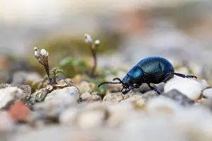Macro image of an insect in Germany