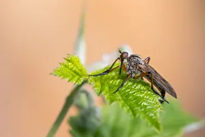 German Nature Photography Outdoors Drucke: Macro image of an insect in Germany