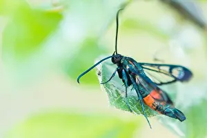 German Flora And Fauna Images Drucke: Macro image of an insect in Germany