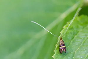 Macro Insect Images Drucke: Macro image of an insect in Germany