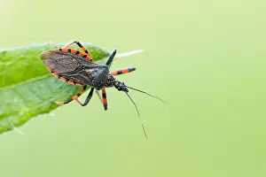 German Fauna And Flora Images Drucke: Macro image of an insect in Germany