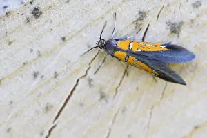 Outdoor Wildlife Photography Tips Drucke: Macro image of an insect in Germany