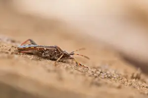 Bilder Datiert 18. März 2020: Großaufnahme eines Insekts in Deutschland.