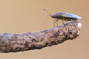 Großaufnahme eines Insekts in Deutschland.