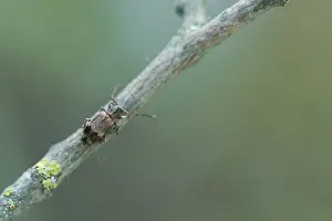 Baden Wurttemberg Nature Images Drucke: Macro image of an insect in Germany