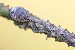 Bilder Datiert 16. Dezember 2019: Makrobild eines Insekts in Deutschland.