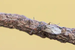 Großaufnahme eines Insekts in Deutschland.