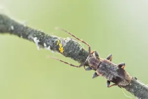 Mai Drucke: Großaufnahme eines Insekts in Deutschland.