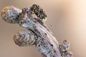 Bilder Datiert 6. April 2020: Makrobild eines Insekts in Deutschland