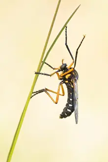 Bilder Datiert 7. Mai 2020: Großaufnahme eines Insekts in Deutschland.