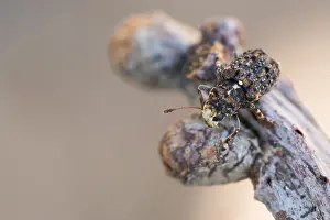 Bilder Datiert 6. April 2020: Großaufnahme eines Insekts in Deutschland.