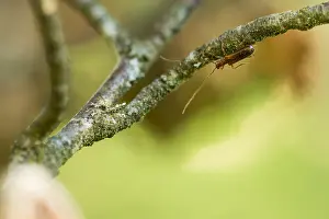 Baden Wurttemberg Nature Images Drucke: Macro image of an insect in Germany