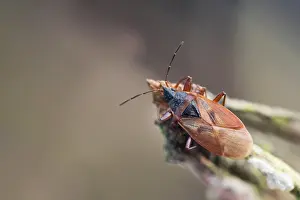 European Flora And Fauna Drucke: Macro image of an insect in Germany