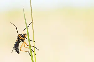 Baden Wurttemberg Nature Images Drucke: Macro image of an insect in Germany