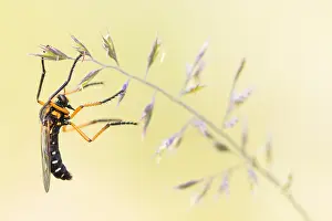 Baden Wurttemberg Nature Images Drucke: Macro image of an insect in Germany