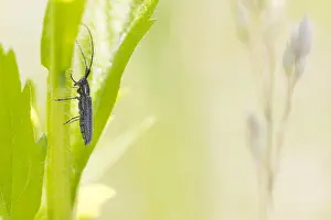 Mai Drucke: Makrobild eines Insekts in Deutschland.