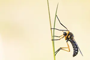 Macro Photography Europe Drucke: Macro image of an insect in Germany
