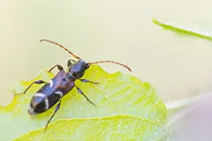 Bilder Datiert 22. April 2020: Großaufnahme eines Insekts in Deutschland.