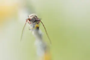 Mai Drucke: Großaufnahme eines Insekts in Deutschland.