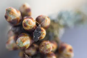 Bilder Datiert 2. April 2020: Makrobild eines Insekts in Deutschland.