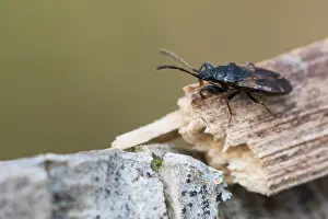 Macro Nature Photography Drucke: Macro image of an insect in Germany