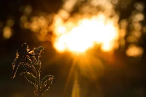 Mai Drucke: Makrobild eines Insekts in Deutschland.