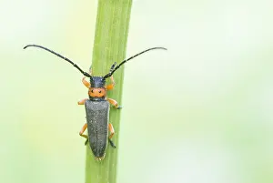 Bilder Datiert 9. Mai 2020: Großaufnahme eines Insekts in Deutschland.